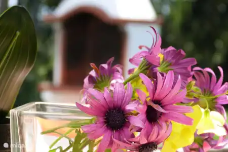 Vakantiehuis Portugal, Alentejo, Cercal do Alentejo vakantiehuis Casa Cercal Terras met uitzicht