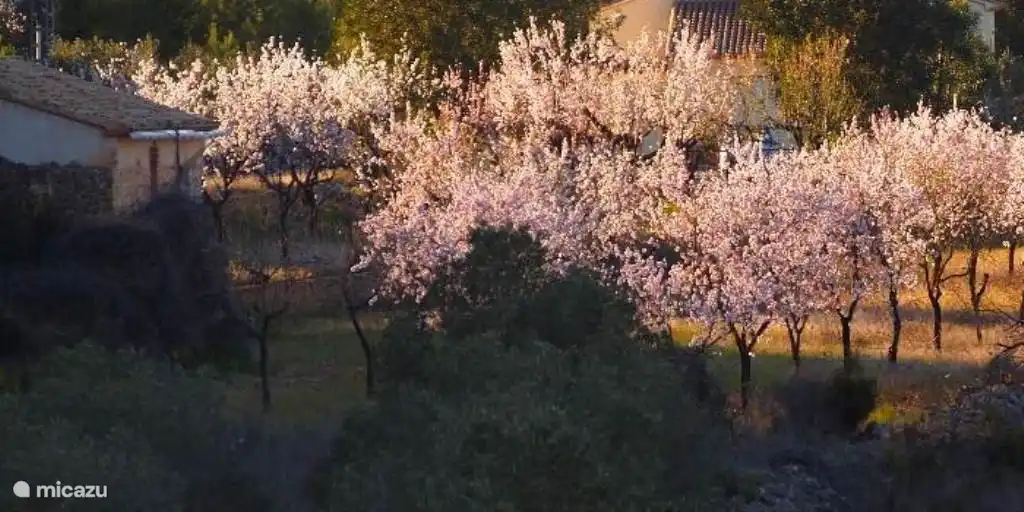 fragrant almond blossoms in the valley