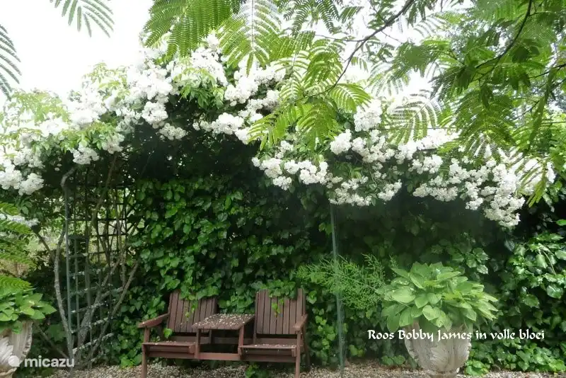 In full bloom with a perfume fragrance