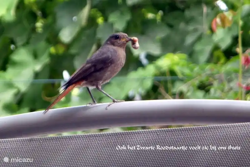 The Black Redstart also feels at home with us