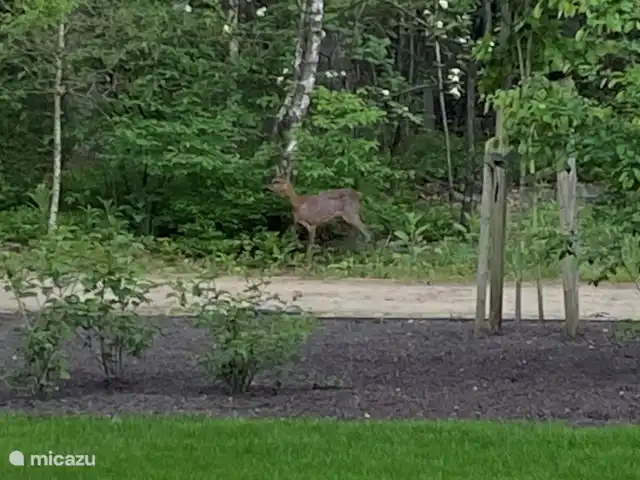 Location de Vacances Pays-Bas, Gueldre, Beekbergen, bungalow - Maison de vacances indépendante Veluwe Cerf dans le jardin