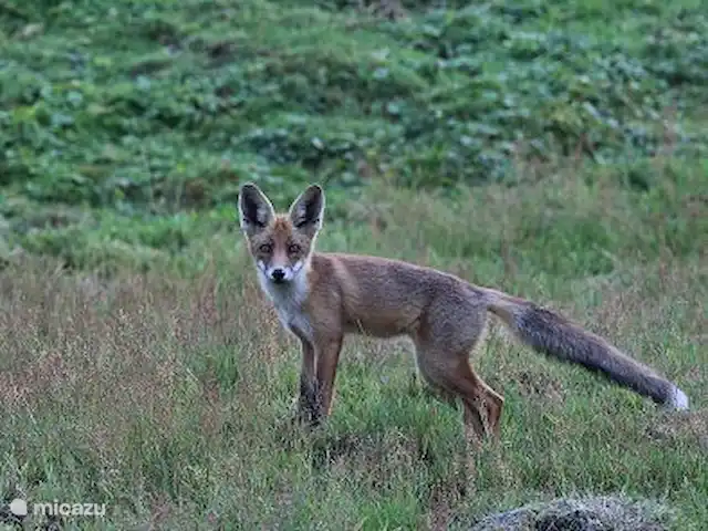 Location de Vacances Pays-Bas, Gueldre, Beekbergen, bungalow - Maison de vacances indépendante Veluwe avec un peu de chance vous verrez le renard dans votre jardin