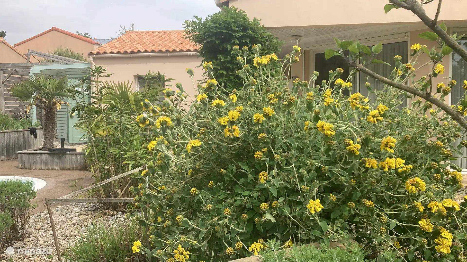 ¡En primavera, el Phlomis fruticosa florece profusamente!