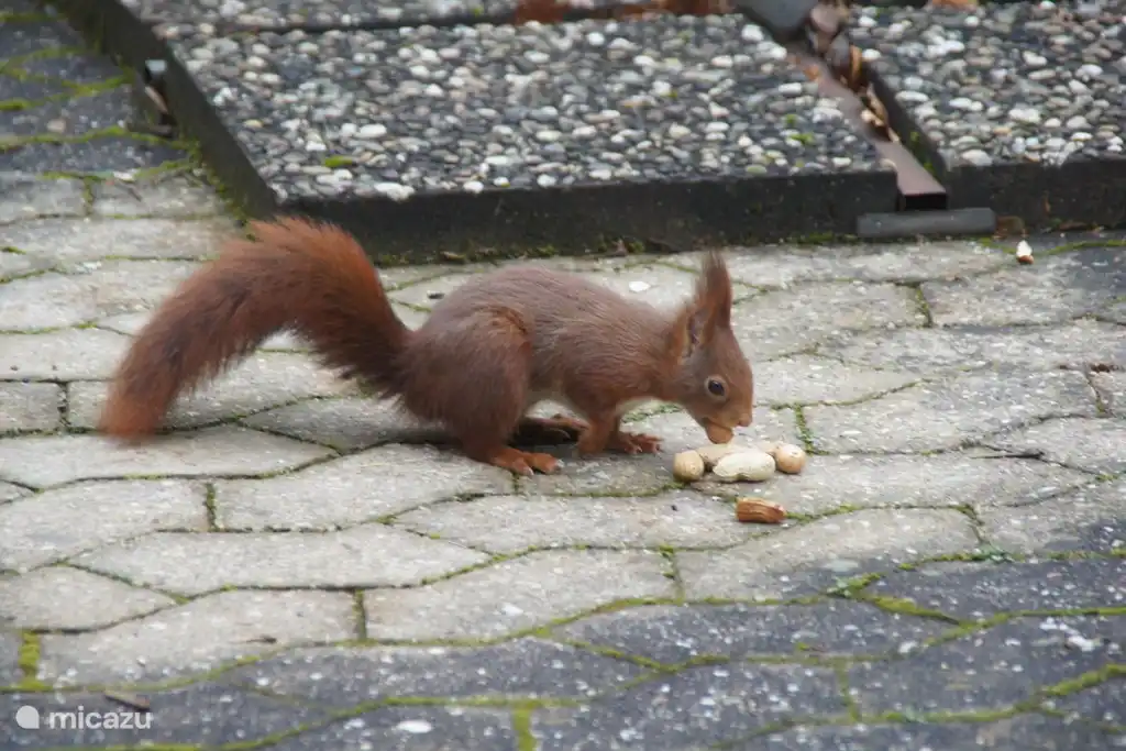 Die Eichhörnchen kommen auf der Terrasse, in der Hoffnung, einige Goodies zu finden!