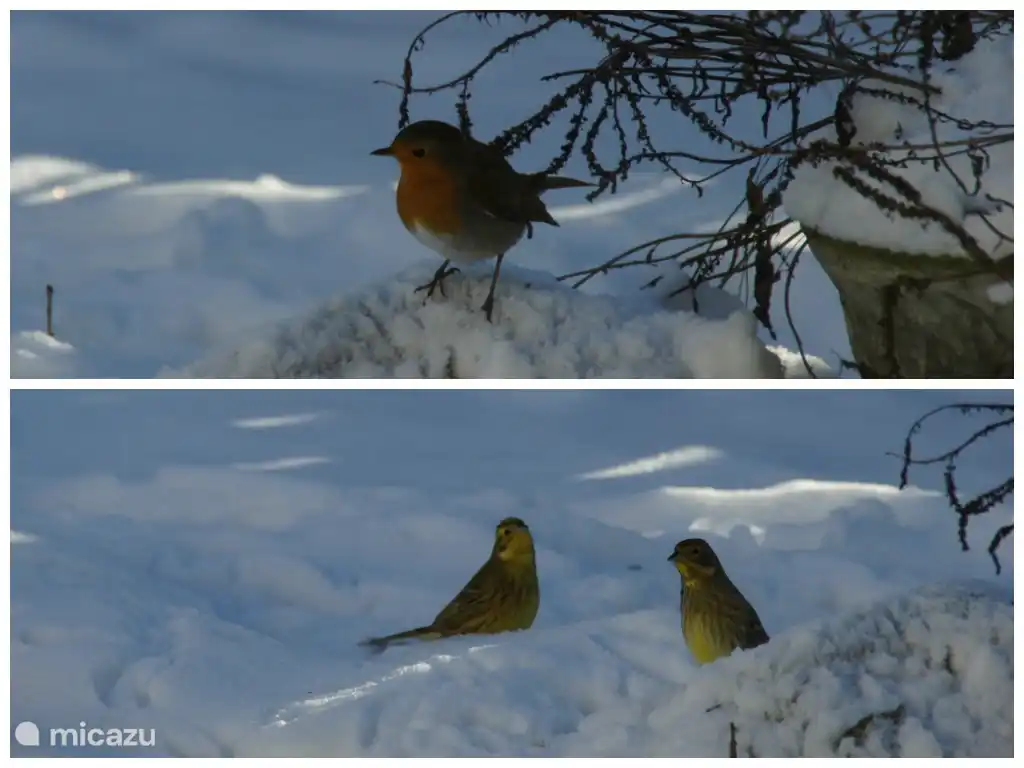 Viele Vogelarten ...