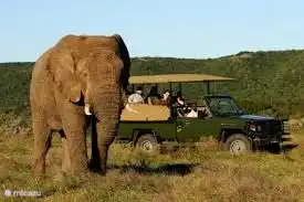 Safaris can be found in many ways, a 2-hour drive from Gordon's Bay you can find them at Aquila Game Reserve or take a domestic flight to Johannesburg and visit the Kruger Park.