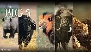 The Big 5 can be spotted at various parks in the Gordon's Bay area. The most popular parks are Botlierskop and Buffelsdrift Game Lodge. Even closer is Aquila Game Reserve (2 hours' drive from Cape Town).