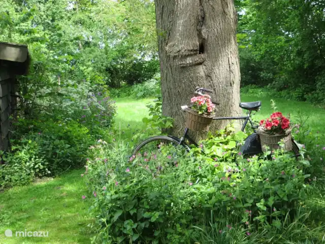 Location de Vacances Pays-Bas, Drenthe, Benneveld, appartement - Appartement de vacances 'Sous le tilleul' La Drenthe est une province cyclable. Vieux vélo au repos.
