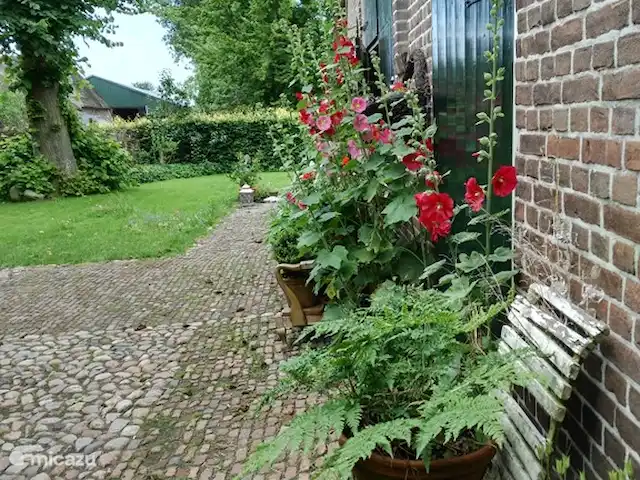 Location de Vacances Pays-Bas, Drenthe, Benneveld, appartement - Appartement de vacances 'Sous le tilleul' Où serions-nous sans la rose trémière !