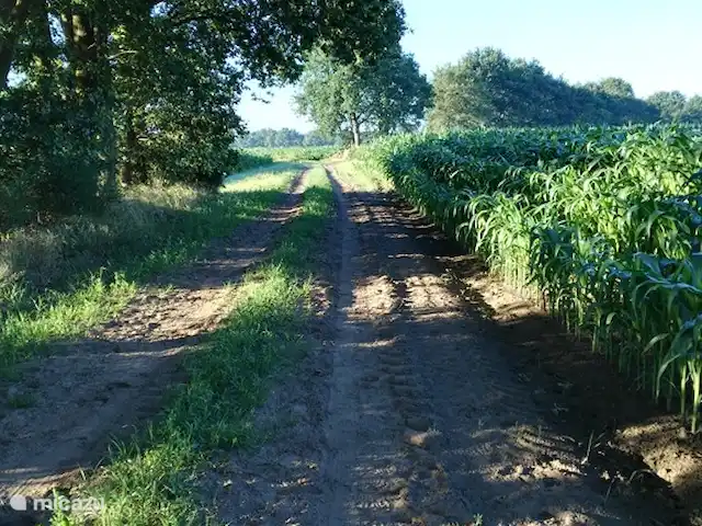 Location de Vacances Pays-Bas, Drenthe, Benneveld, appartement - Appartement de vacances 'Sous le tilleul' Belle promenade sur les chemins sablonneux à proximité de l'appartement. Une carte de randonnée est disponible.