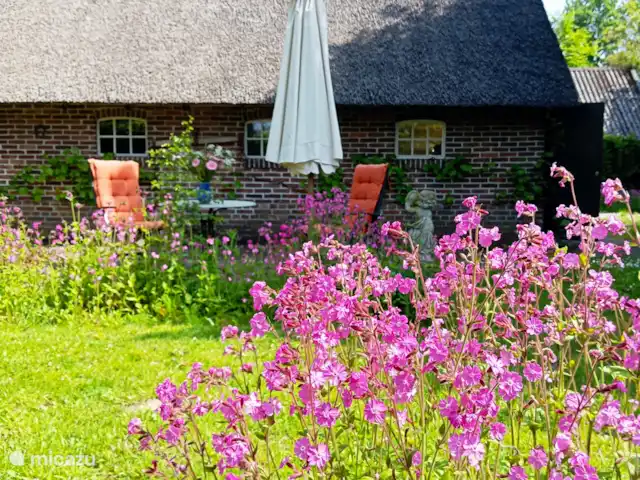 Location de Vacances Pays-Bas, Drenthe, Benneveld, appartement - Appartement de vacances 'Sous le tilleul' Aucun pesticide ou engrais n’est utilisé sur notre site. Nous prenons soin de nos fleurs sauvages.