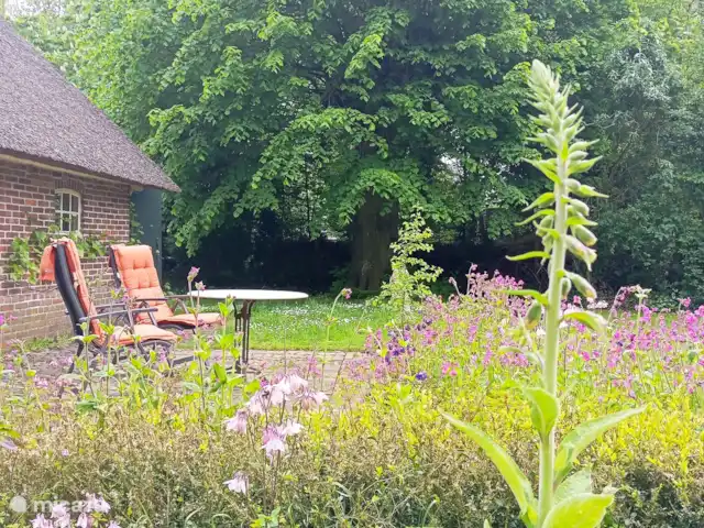 Location de Vacances Pays-Bas, Drenthe, Benneveld, appartement - Appartement de vacances 'Sous le tilleul' Le tilleul forme un parasol naturel. Nulle part l’ombre n’est meilleure.