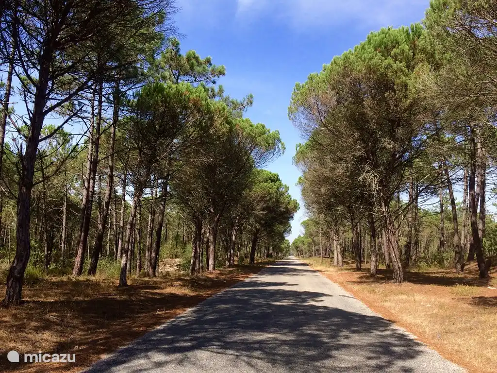 Wandern und Radfahren in einem Waldgebiet