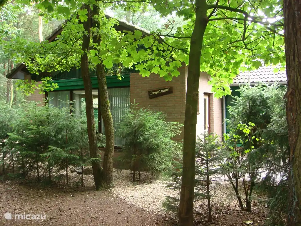 Trompeter-Schwan in Niederlande, Nordbrabant, Heesch - Ferienhaus