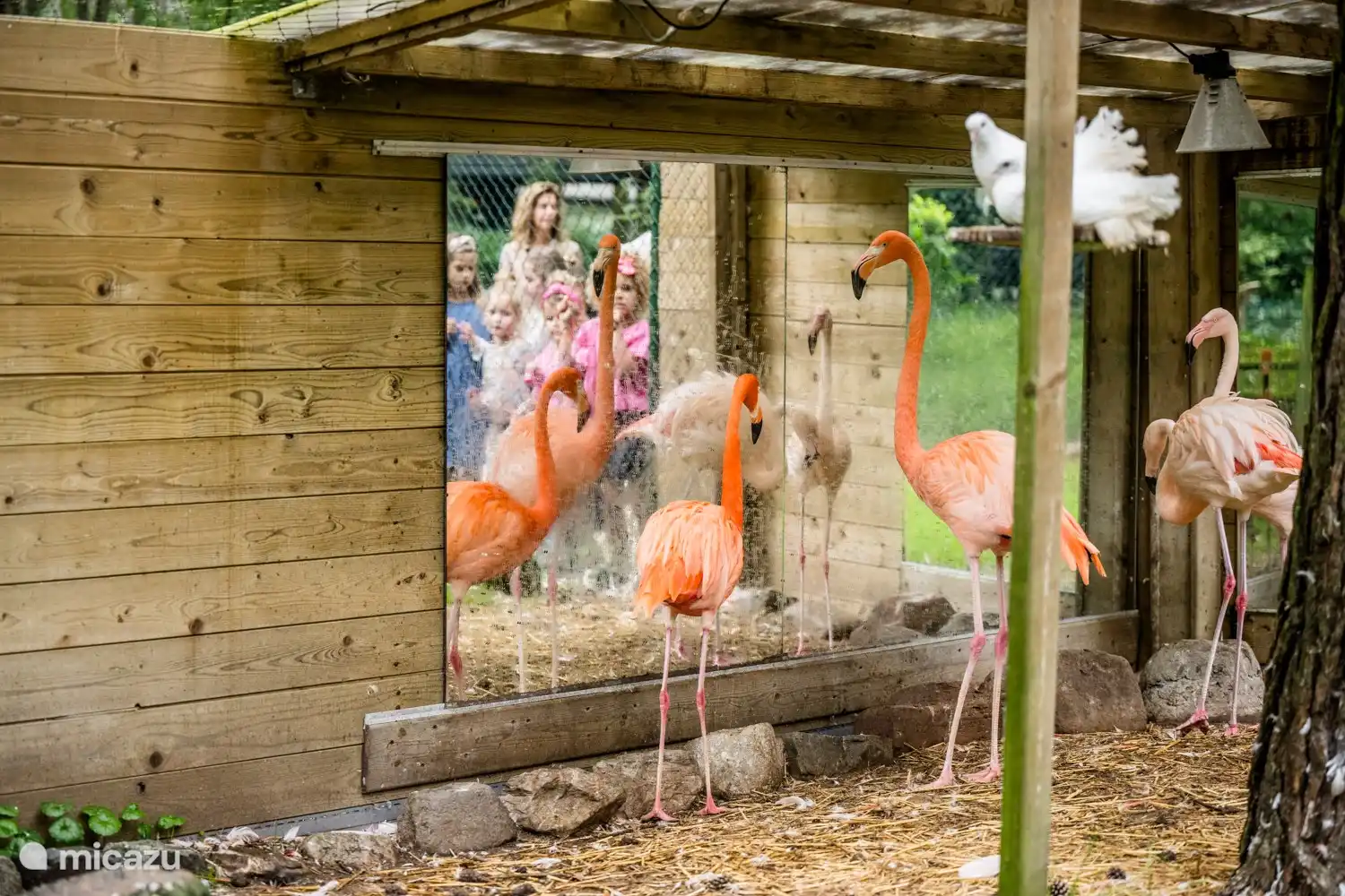 Visit the most beautiful animal species that live in the park