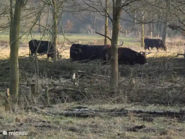 Location de Vacances Pays-Bas, Limbourg, Stramproy, maison de vacances - Vosseven 32 marteau jaune alentours