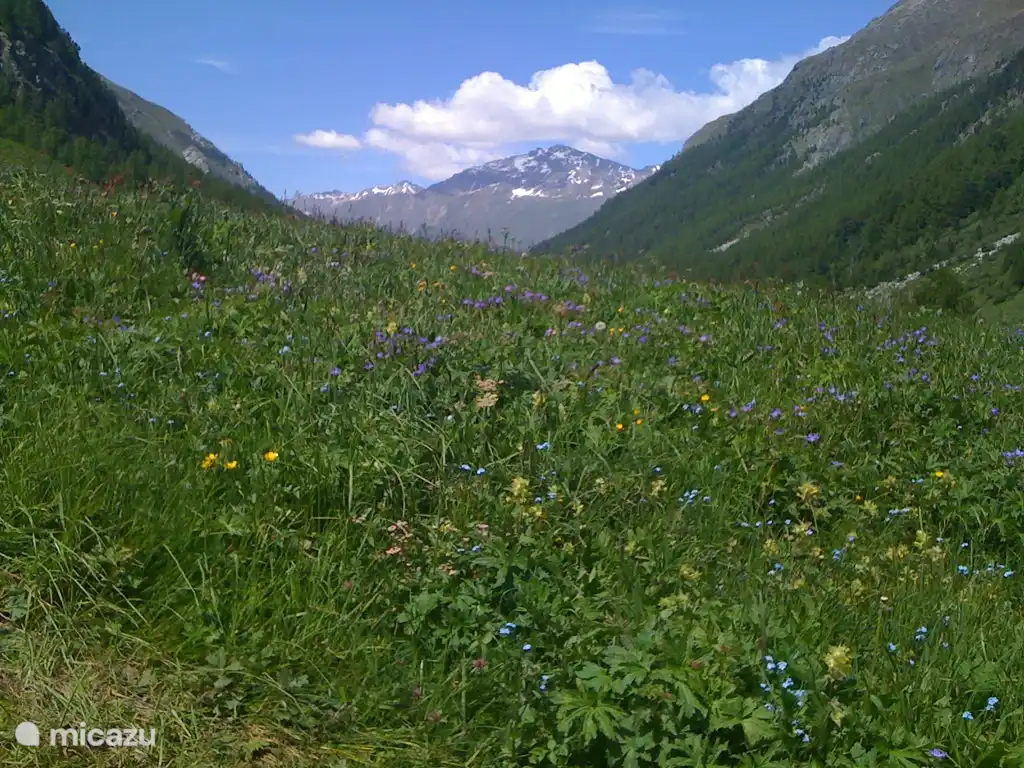 Land voor Chalet Bams in de lente