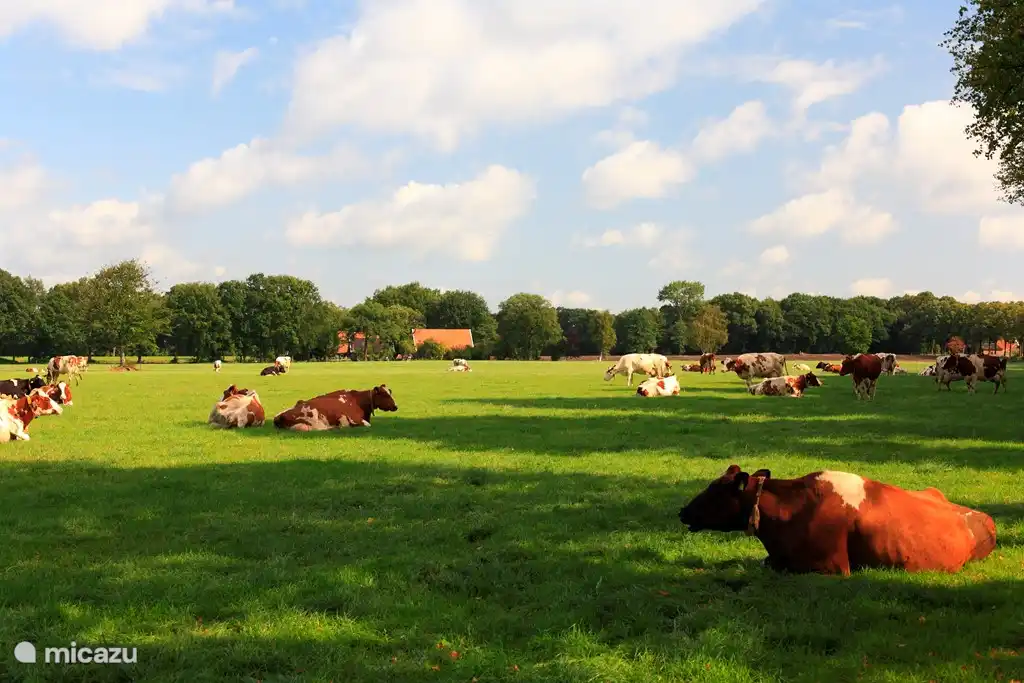 Dies ist einer der vielen schönen Aussicht, die Sie durch die Teiche um Winterswijk finden Sie Zyklus!