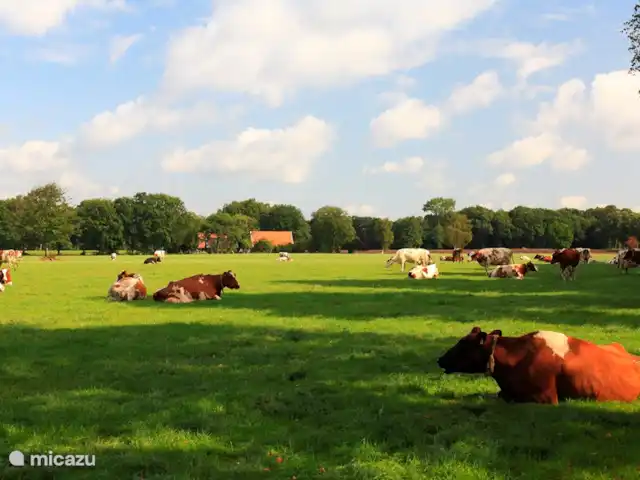 Chalet Oslo huren in Nederland, Gelderland, Winterswijk - vakantiehuis Dit is een van de vele mooie uitzichten die je ziet als je rondfietst door de buurtschappen van Winterswijk!