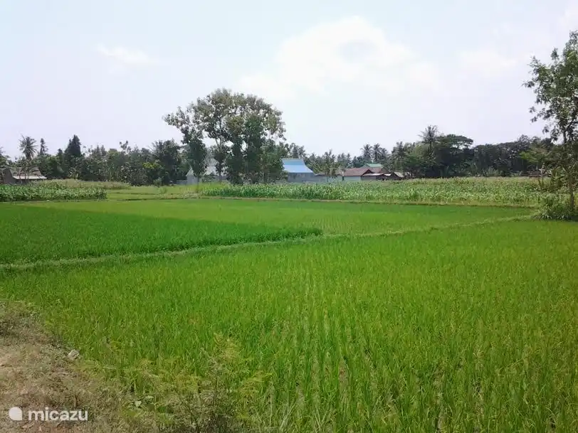 in der Mitte der Reisfeldern