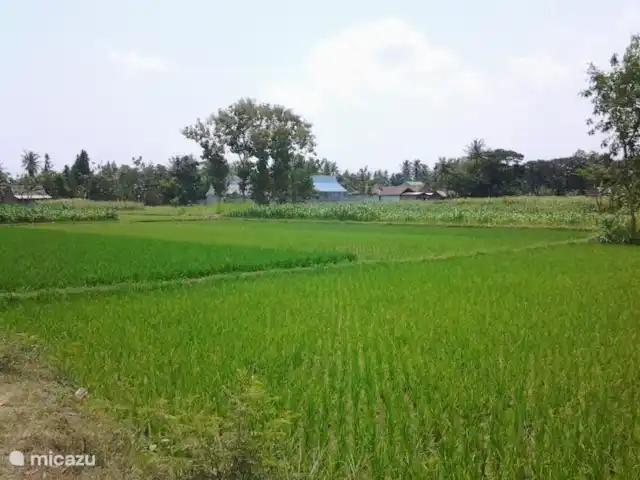 villa huren in Indonesië, Java, Yogyakarta – Villa Rosseno midden in de rijstvelden