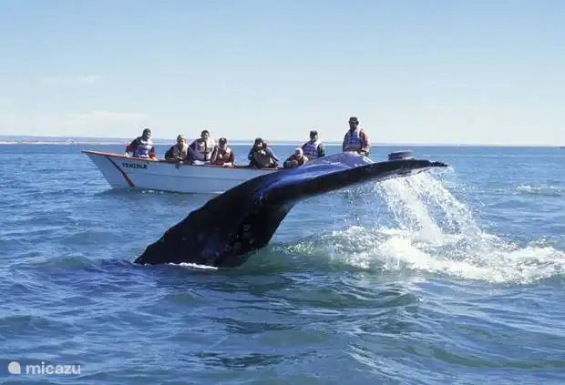 Observation des baleines depuis Tarifa.