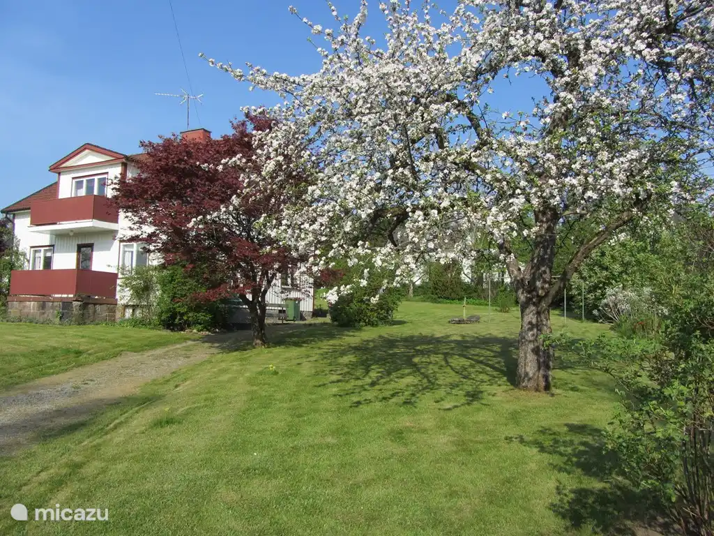 Printemps avec des pommiers en fleurs.