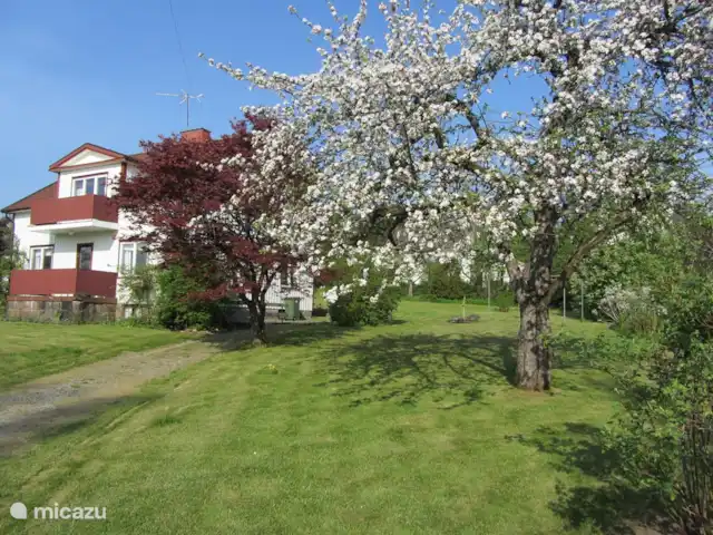 La casa Blanca en Suecia, Västergötland, Vegby - casa vacacional Primavera con manzanos en flor.