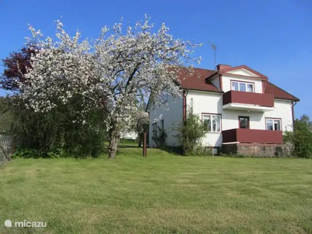 La casa Blanca en Suecia, Västergötland, Vegby - casa vacacional Primavera con manzanos en flor.