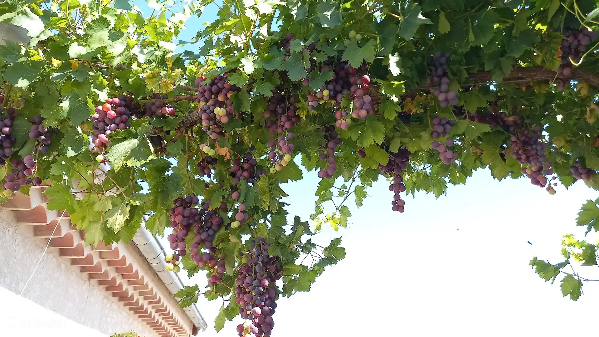 The valley is very fertile, so there are many winegrowers who open their cave for a tasting.
