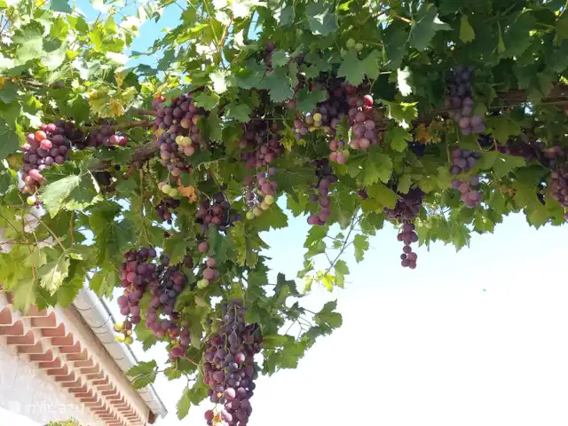 Pierre de Jourdan Domaine | France, Ardèche, Grospierres - villa La vallée est très fertile, il y a donc beaucoup de vignerons qui ouvrent leur cave pour une dégustation.