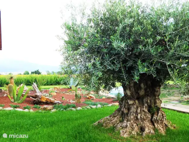 Antico Podere huren in Italië, Toscane, Castiglion Fiorentino - vakantiehuis Deze prachtige olijfboom is al heel wat jaren oud!