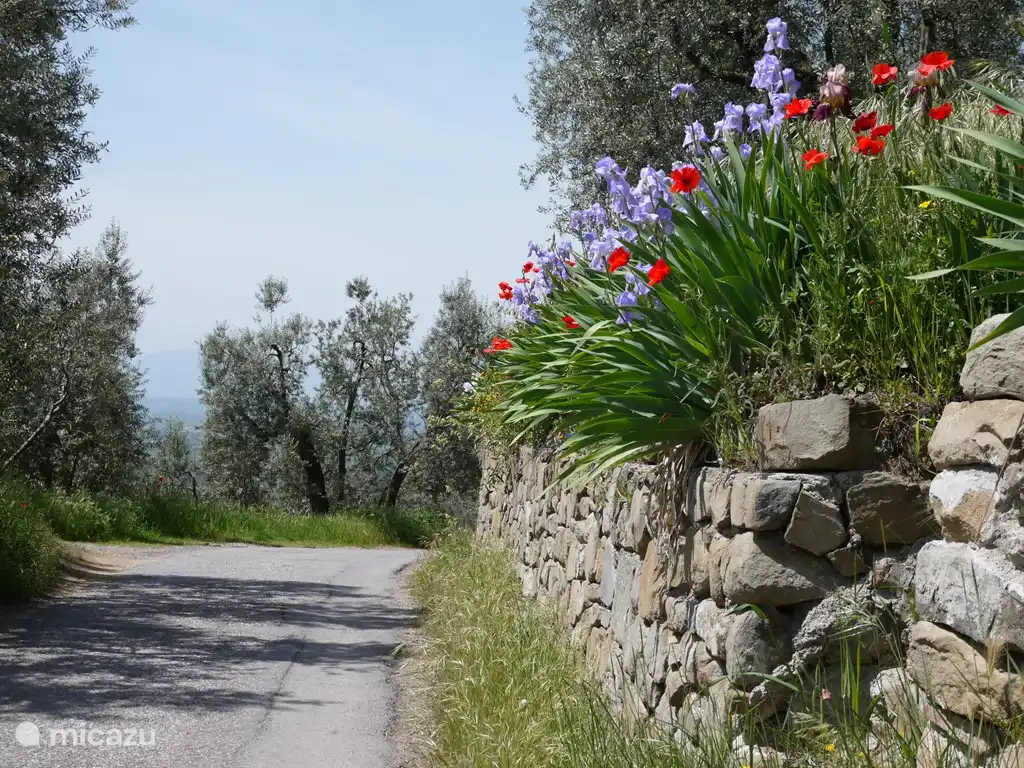 Frühlingsblumen auf dem Weg beim Haus