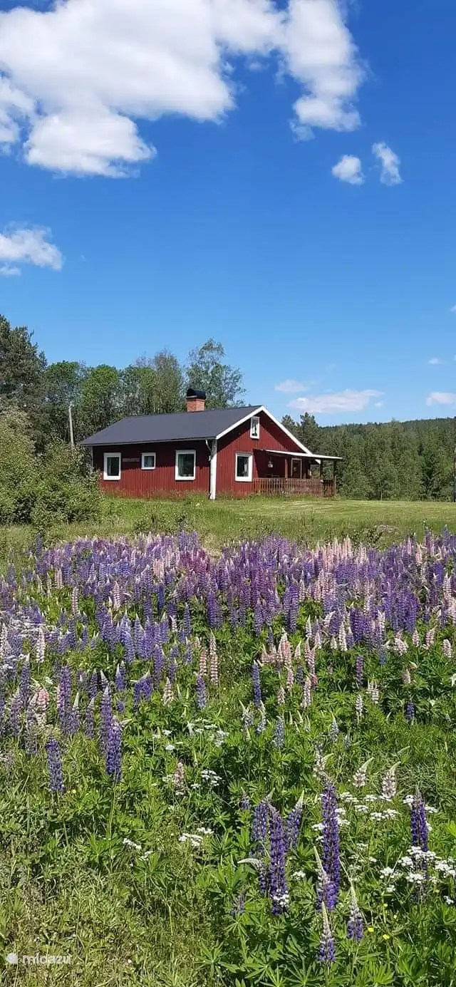 Wenn die Lupinen blühen!
