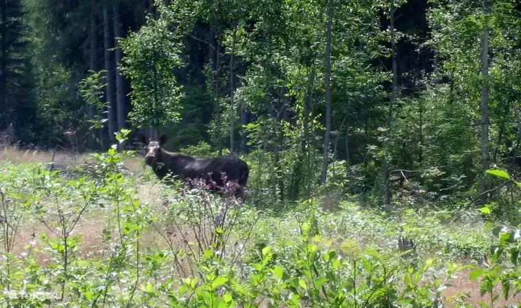 Moose im Garten