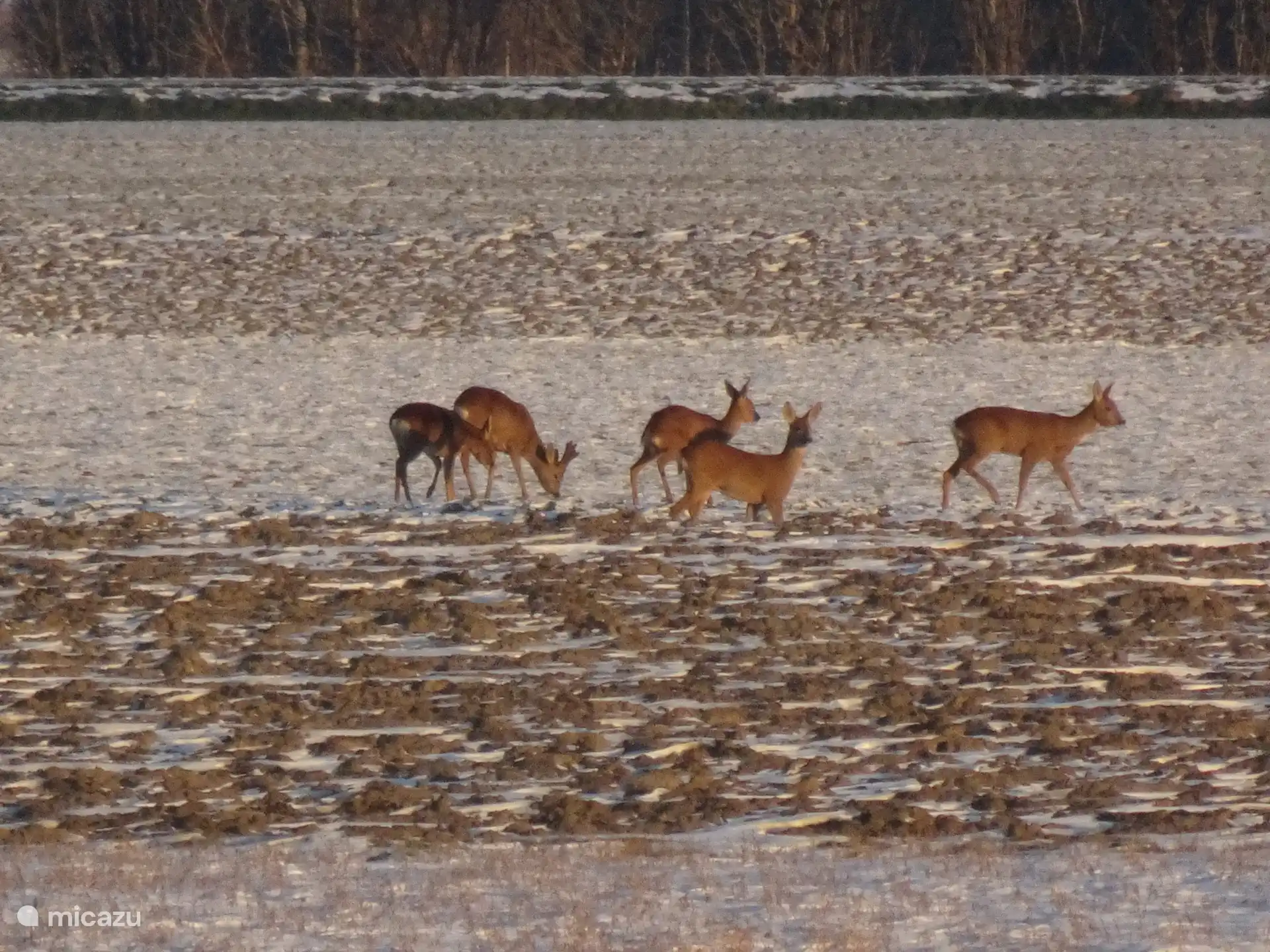 Deer behind the dike