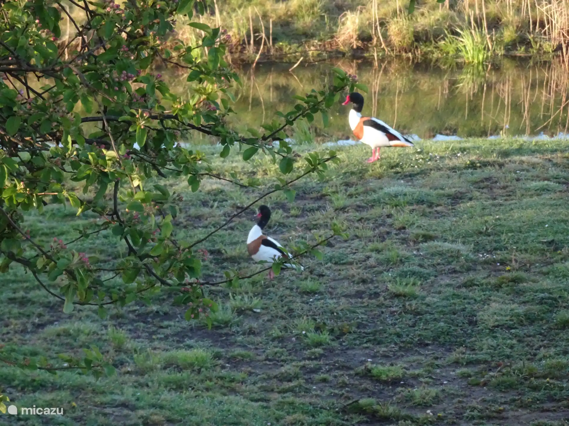 Shelducks in the garden