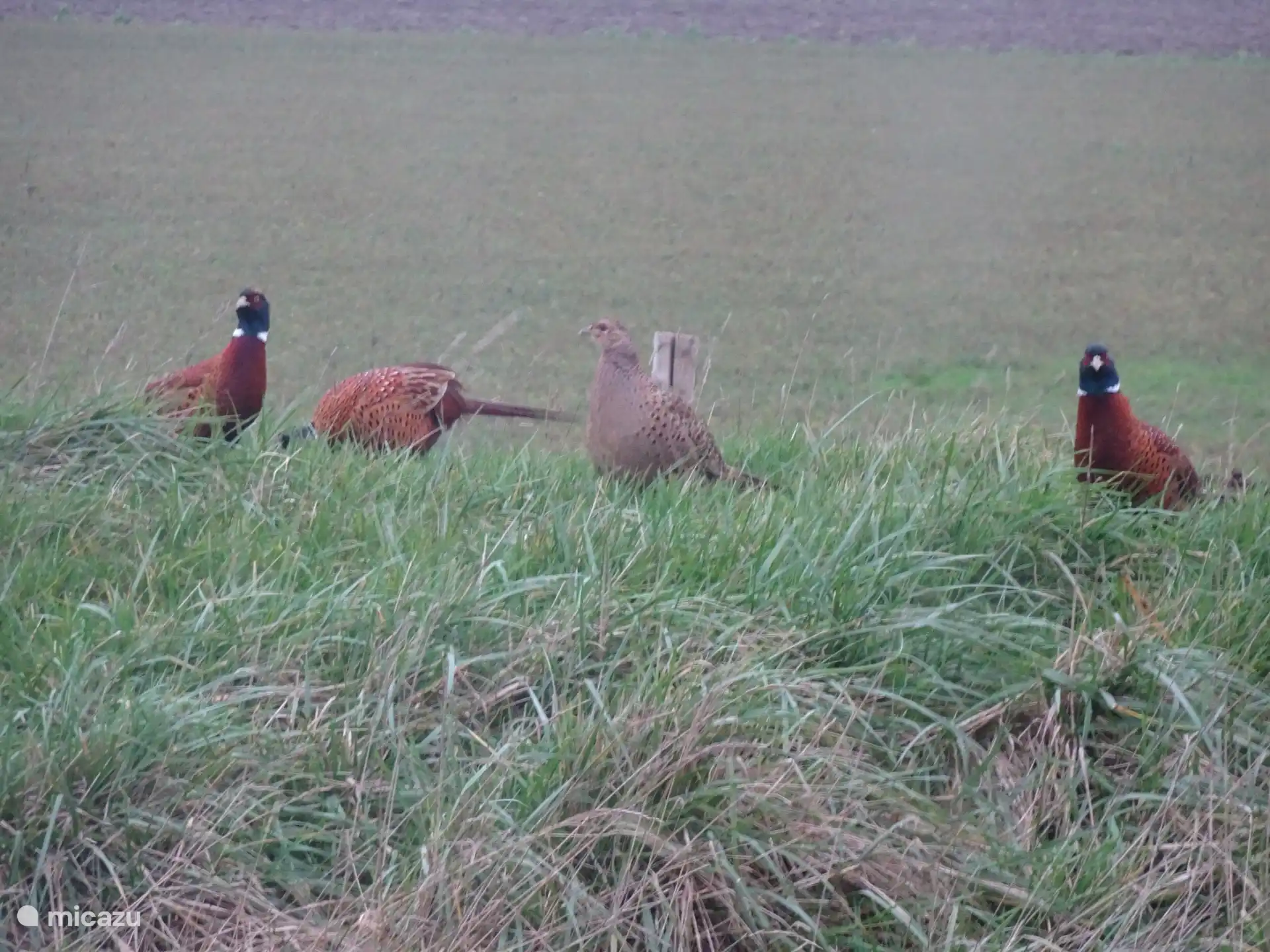 Pheasants on the dike