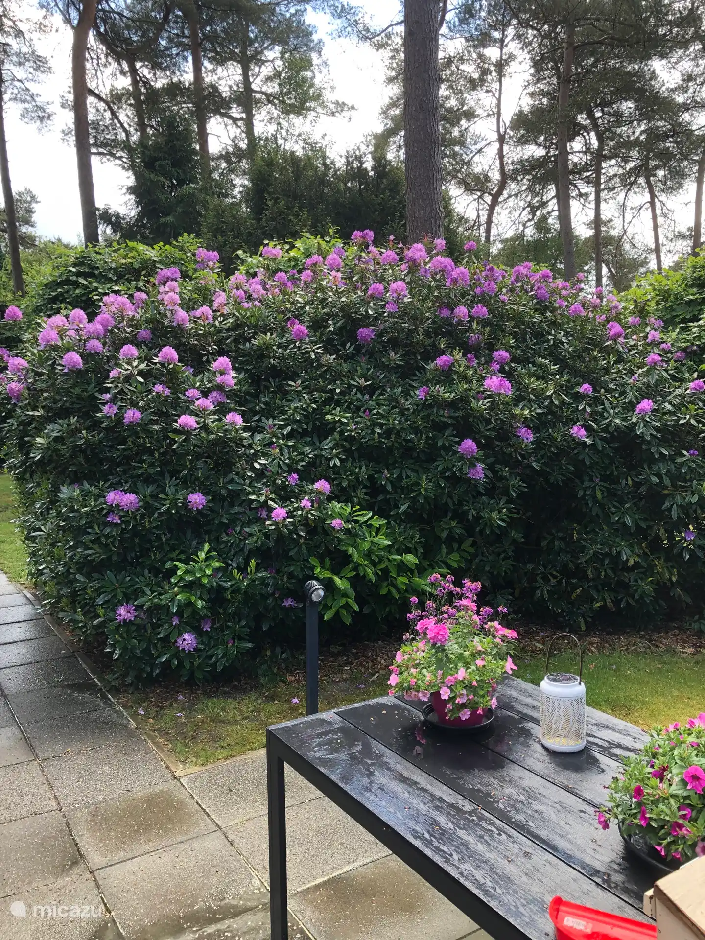 Der Monat Mai ist der. Rhododendron in voller Blüte ist immer ein Festmahl.