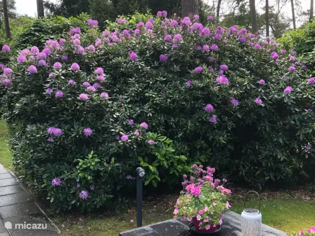 vakantiehuis huren in Nederland, Drenthe, Diever – Huis Drenthe De maand mei is de. rhododendron in volle bloei altijd weer een feest.