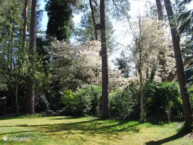 vakantiehuis huren in Nederland, Drenthe, Diever – Huis Drenthe Achtertuin in het voorjaar.