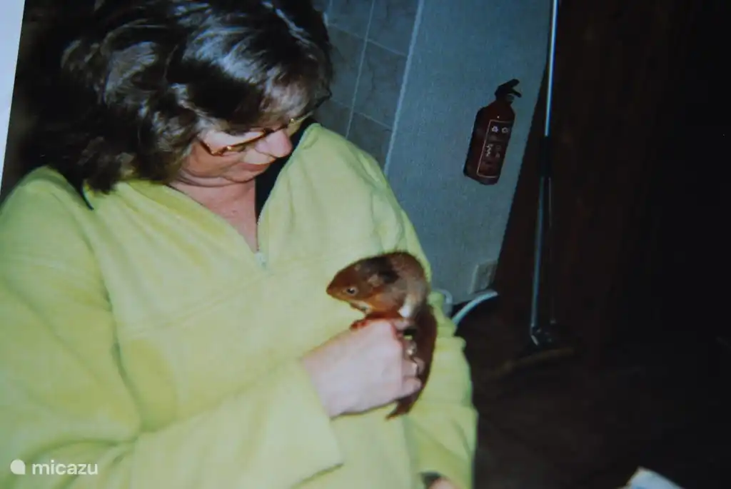 Ein weitere gerettete Eichhörnchen, das aus dem Nest gefallen war, das wir kümmern drei Wochen vor seiner Abreise. Das war eine große Erfahrung.