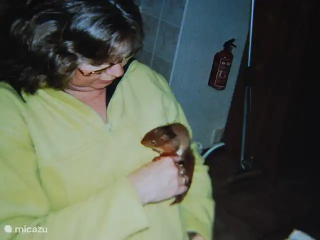 vakantiehuis huren in Nederland, Drenthe, Diever – Huis Drenthe Weer een eekhoorn gered deze was uit het nest gevallen , Deze hebben wij drie weken verzorgt voor hij weg ging. Dit was een geweldige ervaring.