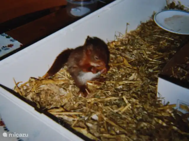 vakantiehuis huren in Nederland, Drenthe, Diever – Huis Drenthe Eekhoorn in de opvang. Deze is nu weer in de natuur terug. Met de hulp van stichting eekhoorn