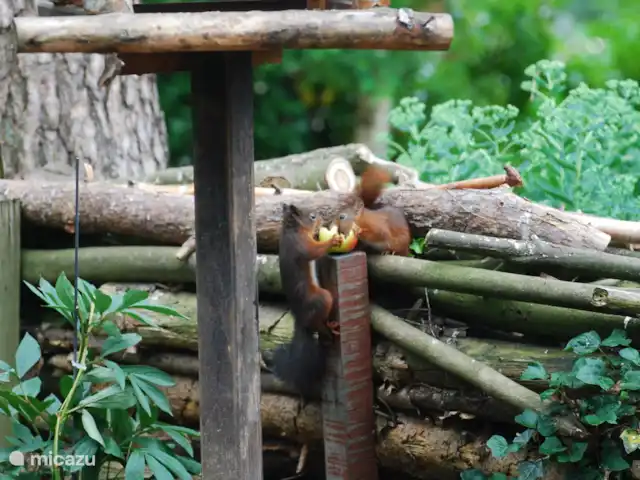 vakantiehuis huren in Nederland, Drenthe, Diever – Huis Drenthe Is er nog iets te eten vandaag voor ons samen