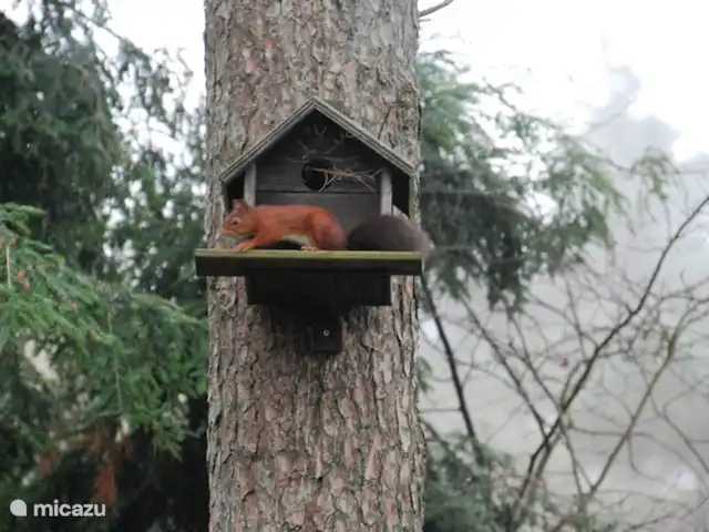 vakantiehuis huren in Nederland, Drenthe, Diever – Huis Drenthe Speelhuisje voor de eekhoorn Wat een pret.