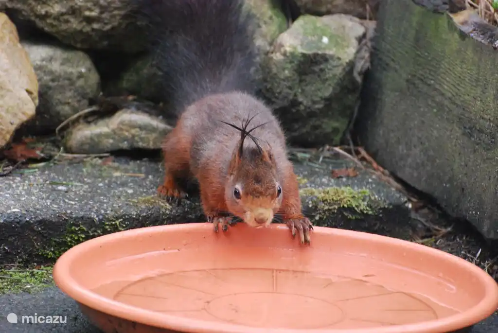 Ein Eichhörnchen kommt regelmäßig zum Trinken