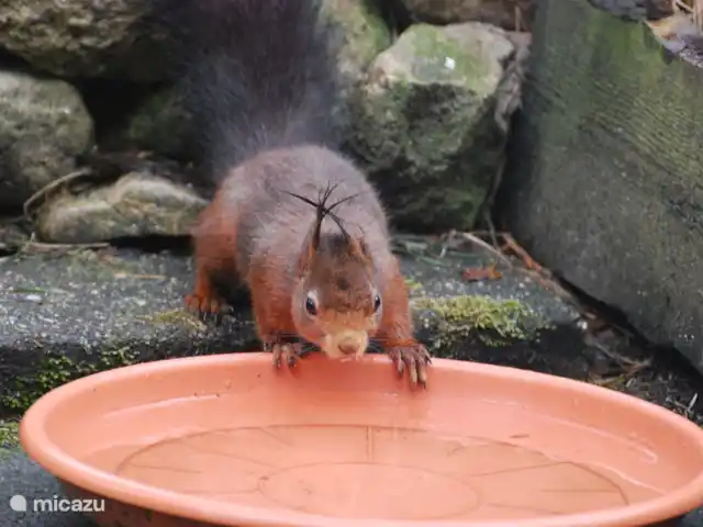vakantiehuis huren in Nederland, Drenthe, Diever – Huis Drenthe Een eekhoorn komt regelmatig drinken