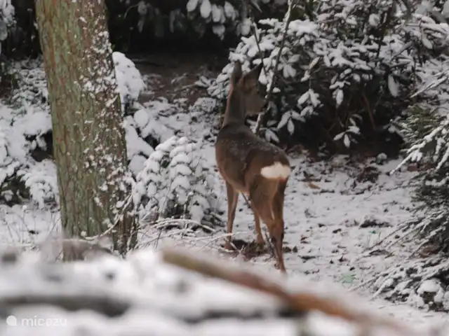 vakantiehuis huren in Nederland, Drenthe, Diever – Huis Drenthe Word wakker met drie herten in de tuin.
geweldig toch !