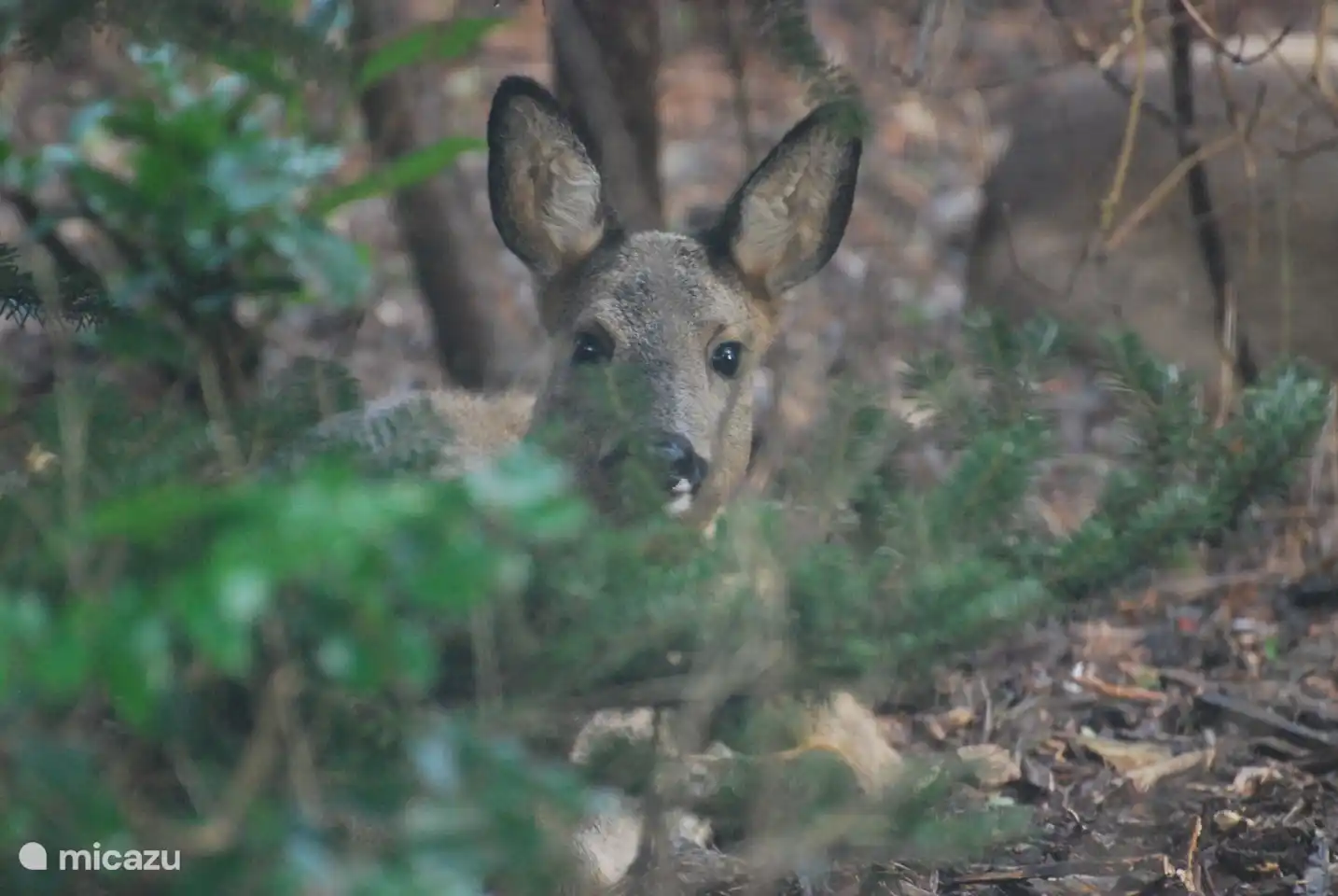 Anfang Februar waren 3 Rehe im Garten, zuerst haben sie im Garten gefressen, dann lagen sie bis 12 Uhr in der Sonne unter dem Baum, als sie aufstanden